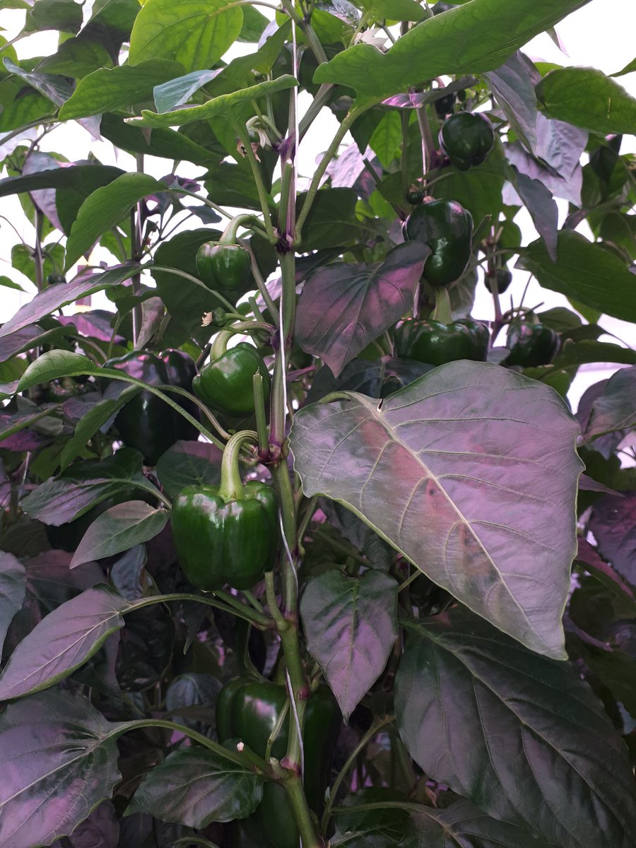 Belichtingsproef paprika. De planten groeien mooi, met voldoende strekking op de internodiën. De plantbelasting is iets boven de 25 vruchten per m2. Dat is voor de tijd van het jaar te hoog. We willen de komende tijd omhoog in plantbelasting, maar niet te snel. Dat wordt dunnen.