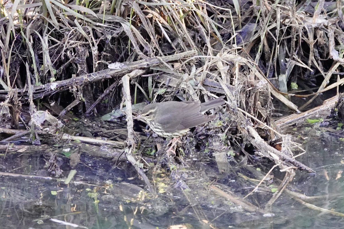 dratcliffe1956's tweet photo. Finally gave in to the temptation of the Northern Waterthrush.  Rewarded with excellent views - well worth the wait in the freezing cold! https://t.co/GYjIOiodt0