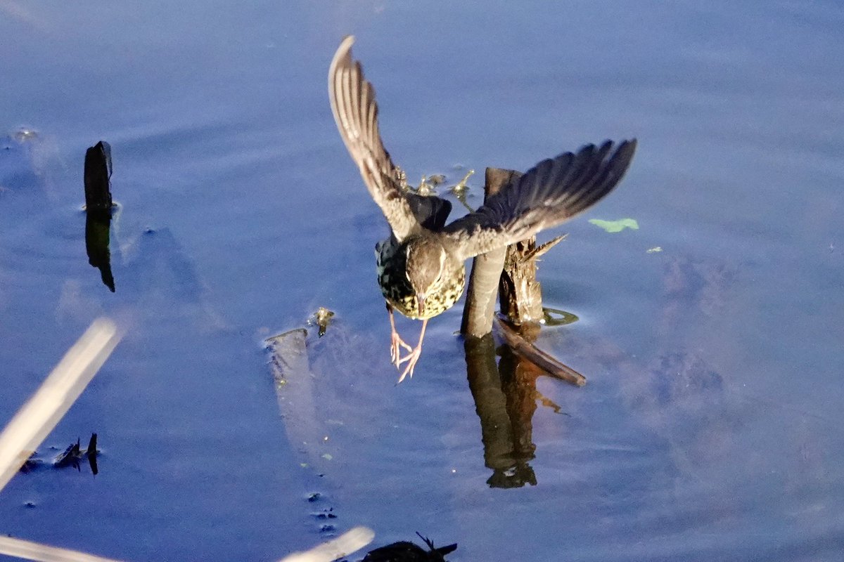 dratcliffe1956's tweet photo. Finally gave in to the temptation of the Northern Waterthrush.  Rewarded with excellent views - well worth the wait in the freezing cold! https://t.co/GYjIOiodt0