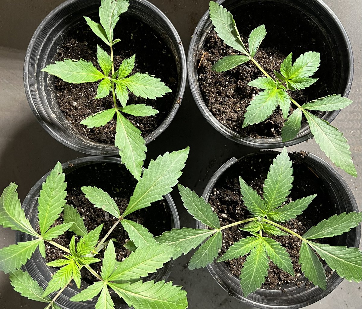 SIK3_one's tweet photo. 📕Testers I started a few weeks ago for #KarmaGenetics, these are Georgia Pie x Pink Runtz. Very vigorous, they really took off
Fed Athena Pro @ 1.0 EC, Ph is 5.9, I won't be adding anything else until flower time
#testers #fromseed #Athena #Karma #growyourown #grows #sunraise https://t.co/RqgeuFTb8W