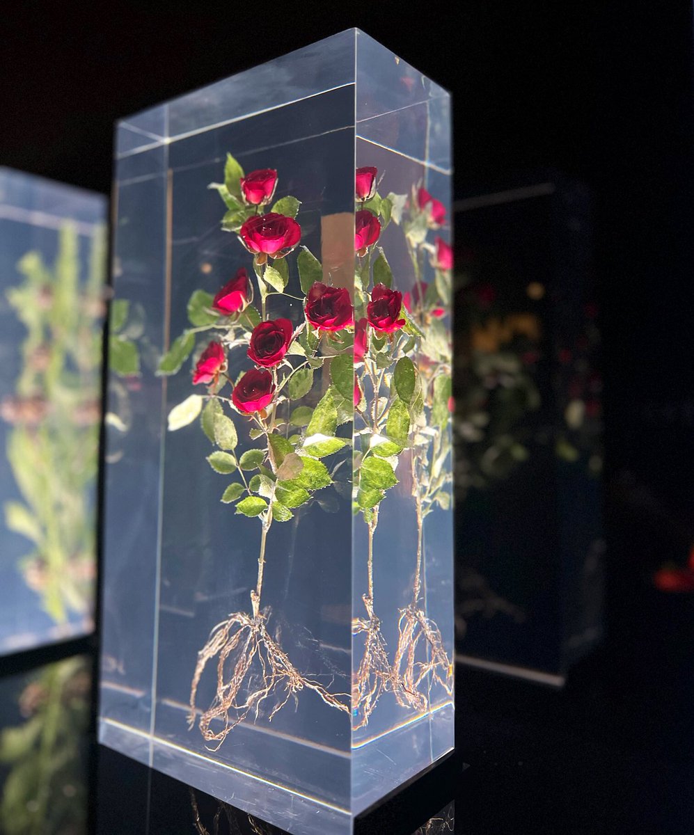 hellojoia's tweet image. Witness the delicate balance between fragility &amp;amp; strength in Azuma Makoto’s Block Flowers at NGV - a true testament to artistic mastery.🌹
.
.
.
.
#ngv #travel #Melbourne #australia #flower #beauty #flowerblocks #resinart #art #exhibition  #travelblogger  #explore #tour #amazing