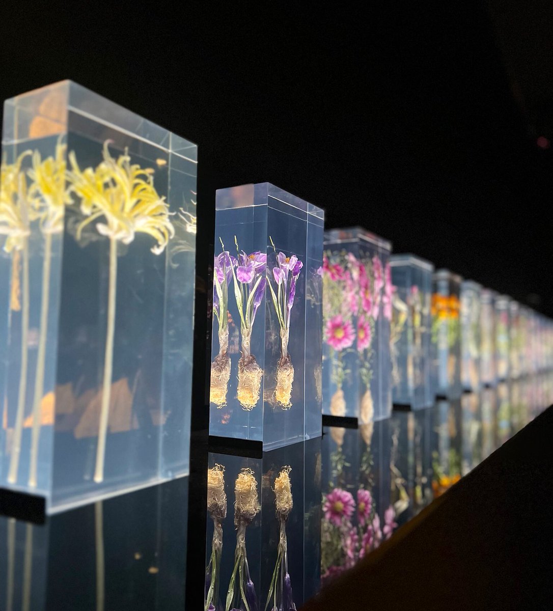 hellojoia's tweet image. Witness the delicate balance between fragility &amp;amp; strength in Azuma Makoto’s Block Flowers at NGV - a true testament to artistic mastery.🌹
.
.
.
.
#ngv #travel #Melbourne #australia #flower #beauty #flowerblocks #resinart #art #exhibition  #travelblogger  #explore #tour #amazing