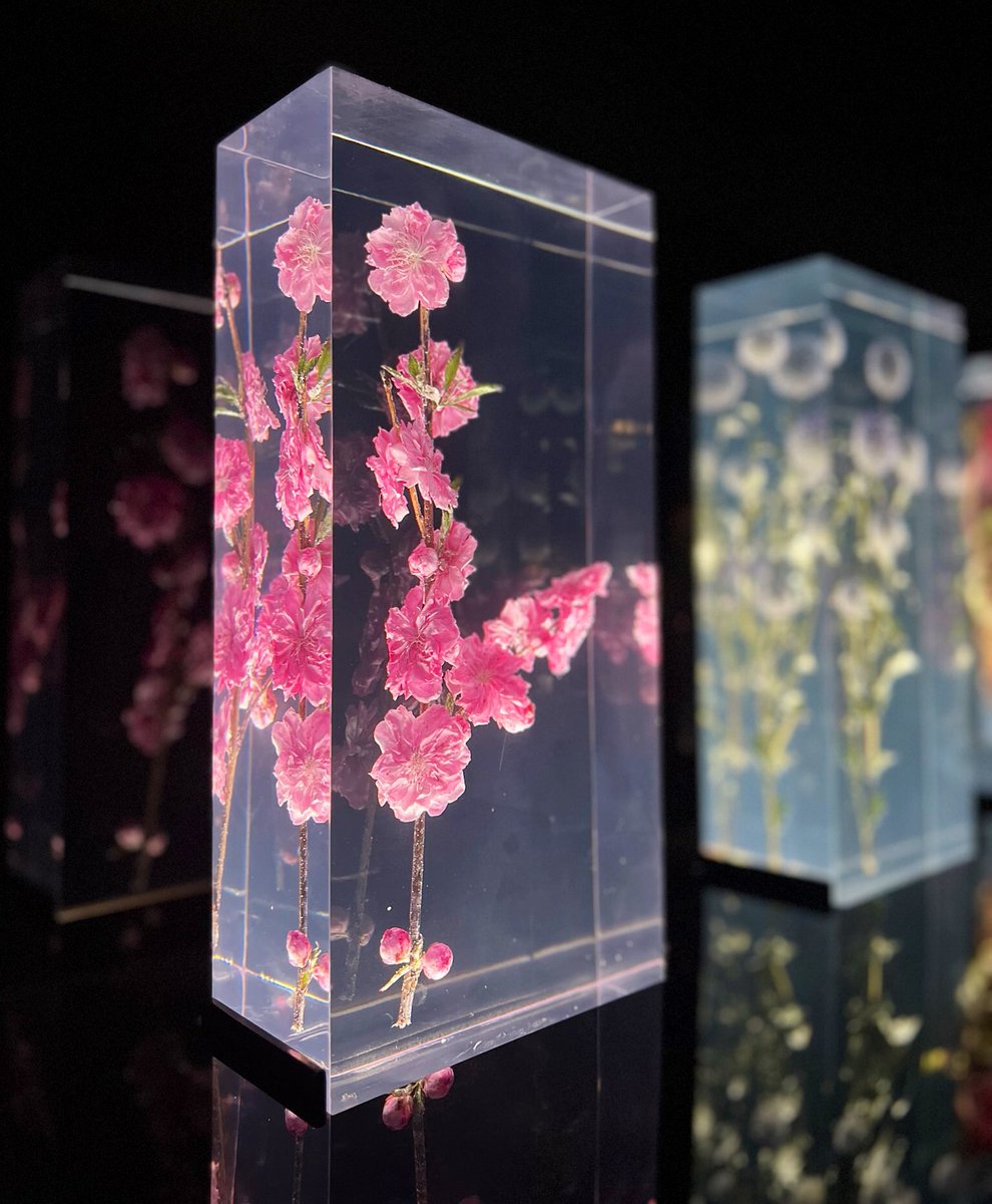 hellojoia's tweet image. Witness the delicate balance between fragility &amp;amp; strength in Azuma Makoto’s Block Flowers at NGV - a true testament to artistic mastery.🌹
.
.
.
.
#ngv #travel #Melbourne #australia #flower #beauty #flowerblocks #resinart #art #exhibition  #travelblogger  #explore #tour #amazing