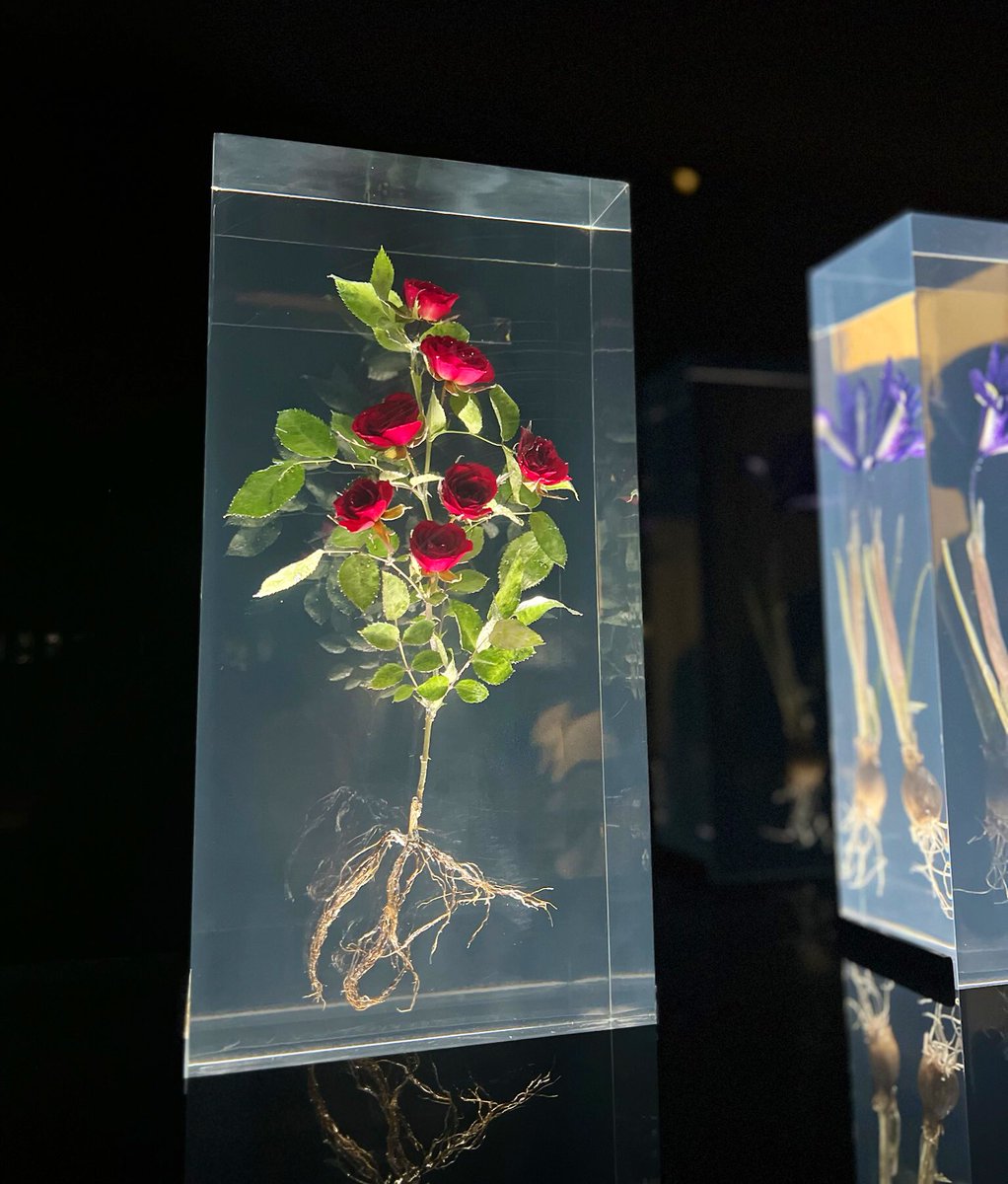 hellojoia's tweet image. Witness the delicate balance between fragility &amp;amp; strength in Azuma Makoto’s Block Flowers at NGV - a true testament to artistic mastery.🌹
.
.
.
.
#ngv #travel #Melbourne #australia #flower #beauty #flowerblocks #resinart #art #exhibition  #travelblogger  #explore #tour #amazing