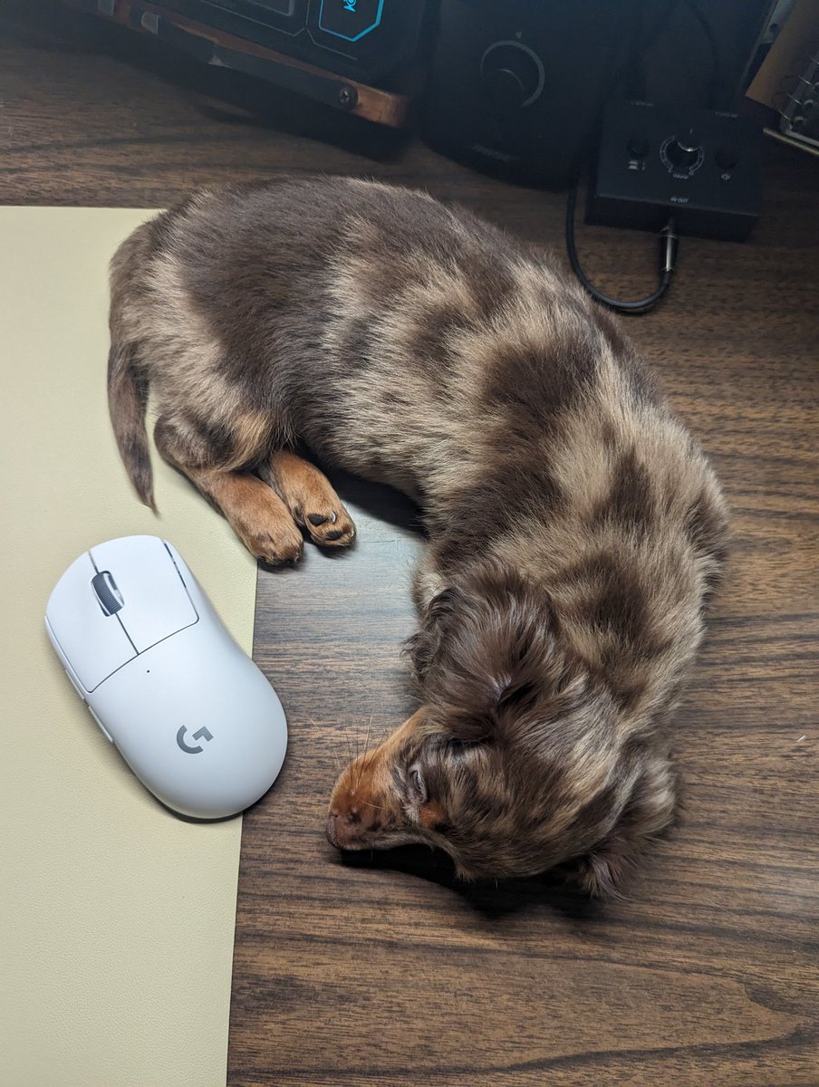 TattedOnTwitch's tweet photo. G Pro X Super Light, dachshund puppy size comparison because it's the #shouldbeanadvertisement you need #notsponsoredbutshouldbe @LogitechG https://t.co/PtX2hgyHTs