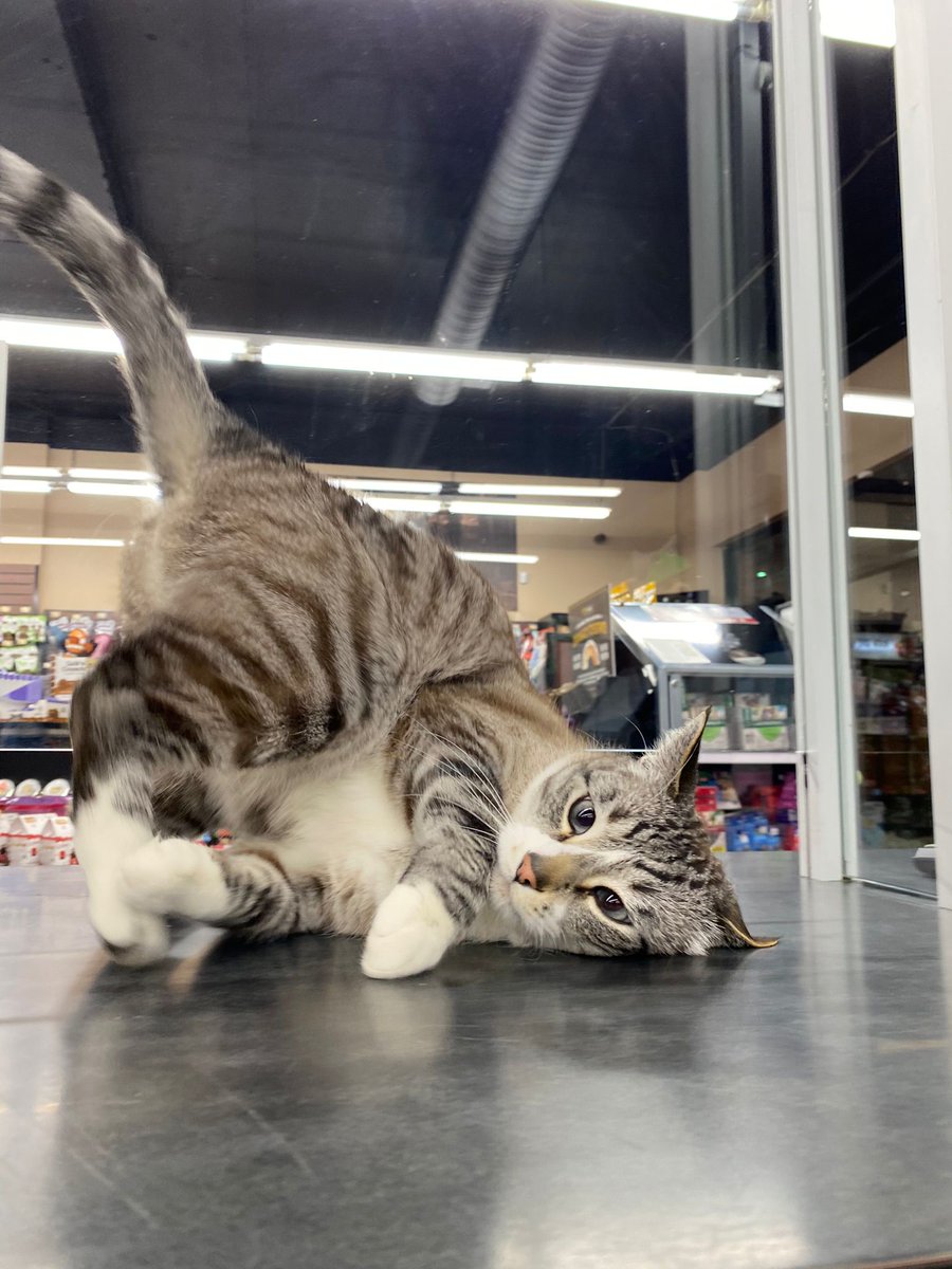 BosleysColumbia's tweet photo. Tuesday vibes got Higgins feeling like a superhero – taking off for the weekend on a Tuesday! 🐾😋
#bosleys #loveliveshere #bosleyscolumbiasquare #storecat #catzoomies https://t.co/ffce9H4AZp