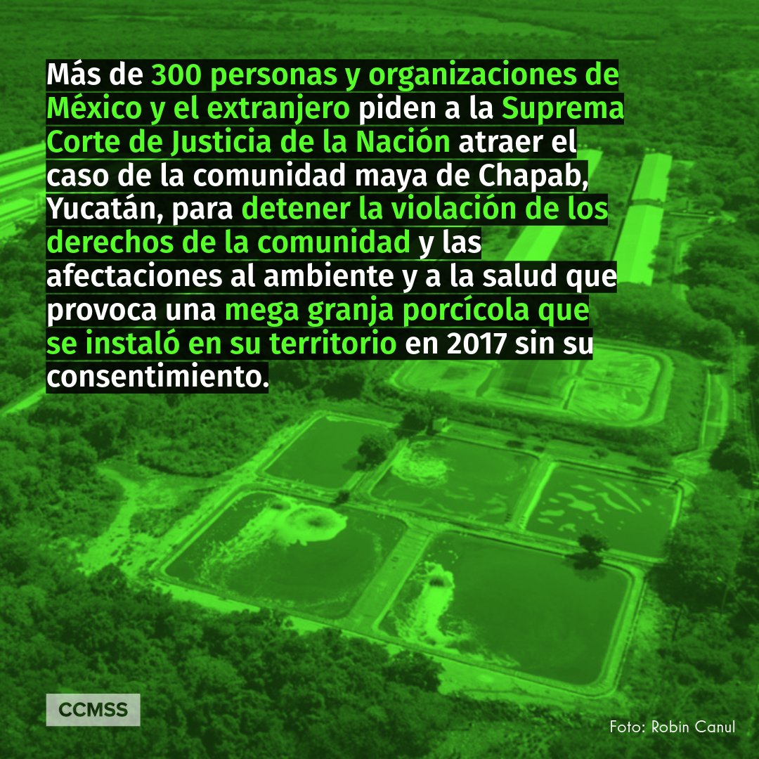 Comunidades, organizaciones y ciudadanía de México y el extranjero se suman a la solicitud que la comunidad maya de Chapab, Yucatán, le hace a la @SCJN para que atraiga su caso y así poner un freno a la violación de derechos y contaminación del ambiente. ccmss.org.mx/comunicado/mas…