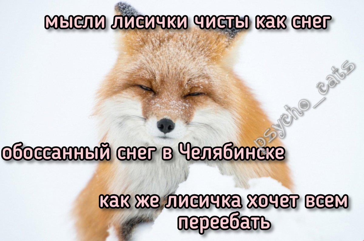психокоты tweet media