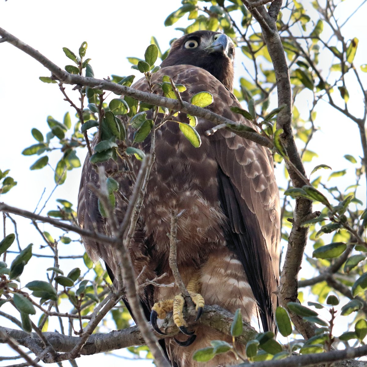 Eagle covering #ThingsOutside