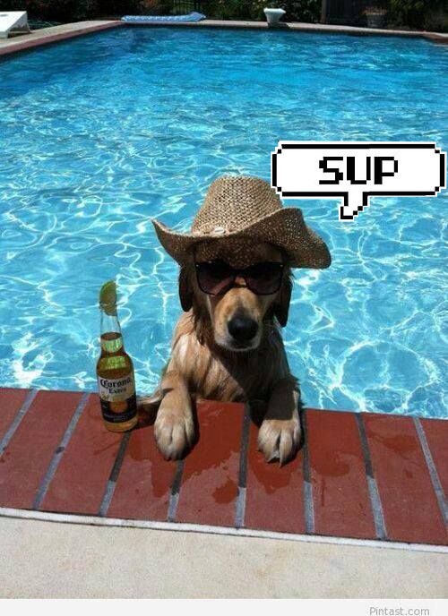 SUPDOGSOL's tweet photo. $SUPDOG is the top dog when it comes to meme coins.

We are a community-driven project built for the people.

Who's ready to show the world what's up dawg? https://t.co/AqEUwkheqL