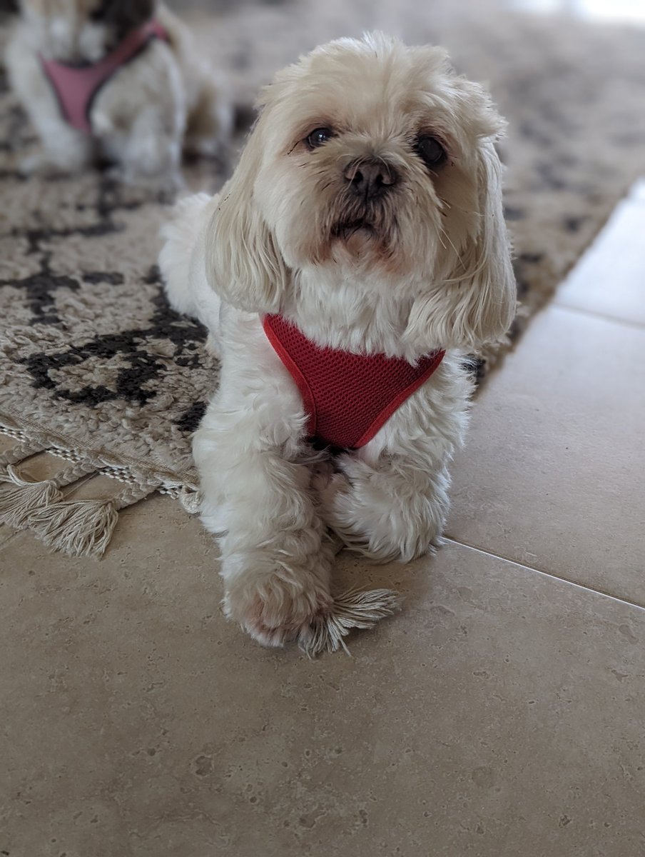 Kelsrardi's tweet image. Rest in peace, Agatha. Auntie Kelly already misses you. Thankful I got to say goodbye last night. #AllDogsGoToHeaven