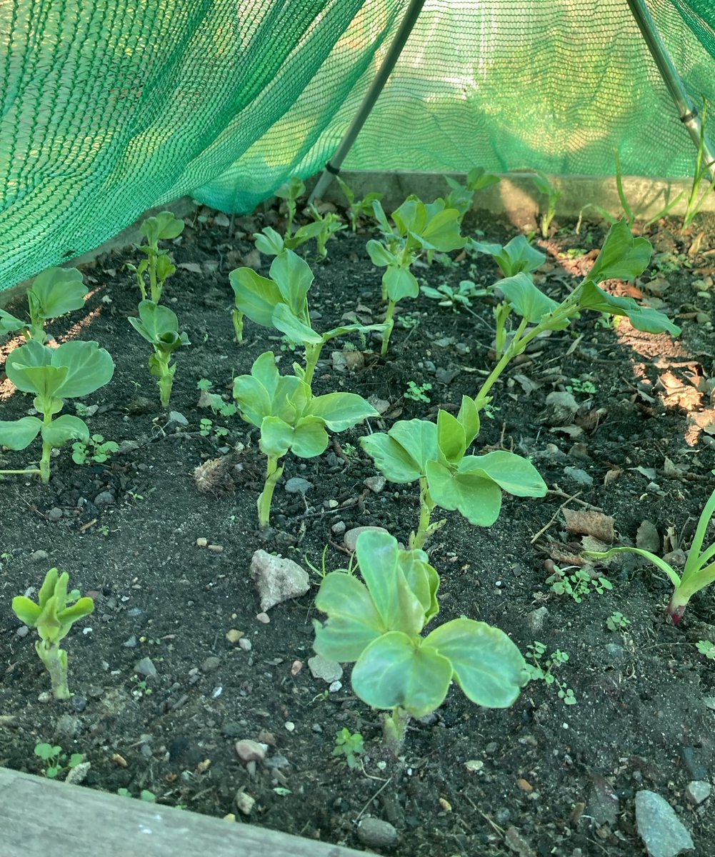 Therapeutic Intervention Service (@nottstiservice) on Twitter photo A beautiful Wintery afternoon at the Dementia Hub gardening session this afternoon. We've been chuffed with the growth of the broad beans & garlic.
Meaningful activity & connection 🌱<a href="/NottsHealthcare/">Nottinghamshire Healthcare</a> <a href="/JennyBailey__/">Jenny Bailey</a> <a href="/TessJMcGrath/">Teresa Burgin</a> <a href="/Enviro_nottshc/">Enviro_NottsHC</a> <a href="/AHPsNottsHC/">NottshcAHPs</a> <a href="/SarahJu73764461/">Sarah Carlisle</a> A beautiful Wintery afternoon at the Dementia Hub gardening session this afternoon. We've been chuffed with the growth of the broad beans & garlic.
Meaningful activity & connection 🌱<a href="/NottsHealthcare/">Nottinghamshire Healthcare</a> <a href="/JennyBailey__/">Jenny Bailey</a> <a href="/TessJMcGrath/">Teresa Burgin</a> <a href="/Enviro_nottshc/">Enviro_NottsHC</a> <a href="/AHPsNottsHC/">NottshcAHPs</a> <a href="/SarahJu73764461/">Sarah Carlisle</a>