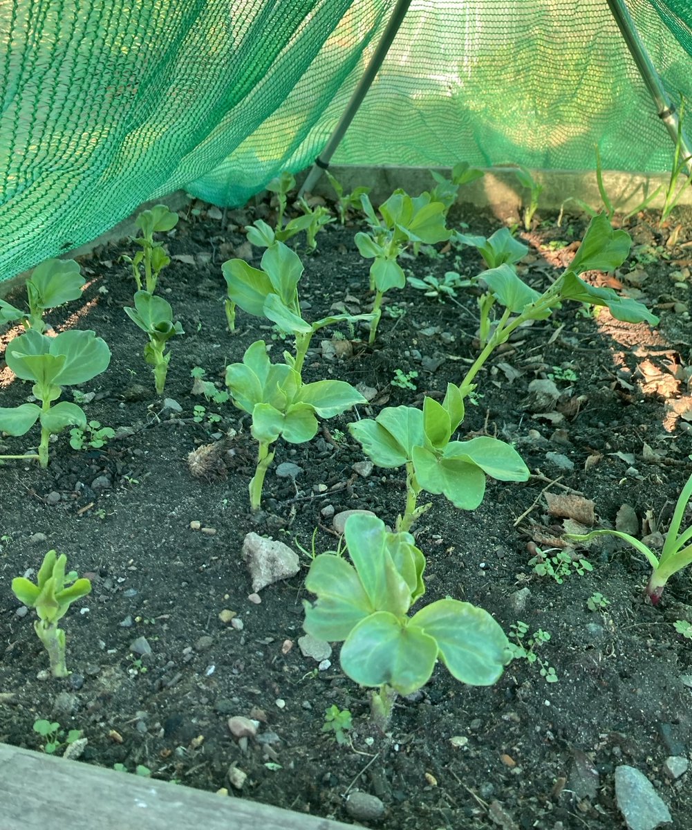 A beautiful Wintery afternoon at the Dementia Hub gardening session this afternoon. We've been chuffed with the growth of the broad beans & garlic. Meaningful activity & connection 🌱@NottsHealthcare @JennyBailey__ @TessJMcGrath @Enviro_nottshc @AHPsNottsHC @SarahJu73764461