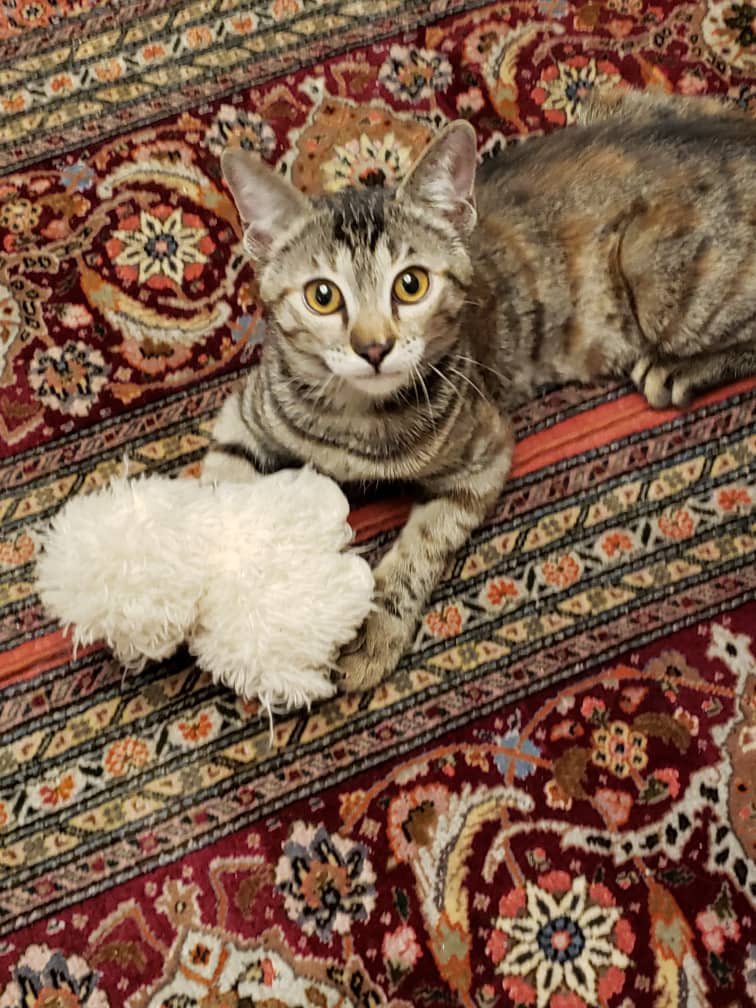 petlandco's tweet photo. یه دختر ۶ ماهه عقیم شده کی میخواد ؟
ریت کنید لطفا که براش سرپرست پیدا کنیم🙏 https://t.co/iIv10J34mL