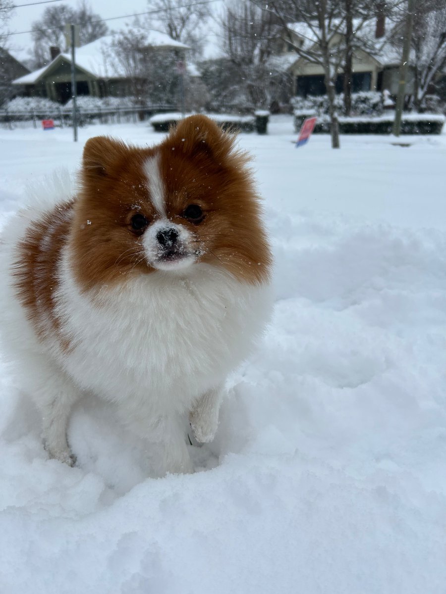 Mochi says this is exactly what Pomerania is like this time of year. It’s puppy’s first snow! @NC5_BreeSmith <a href="/NC5_LelanStatom/">Lelan Statom</a>