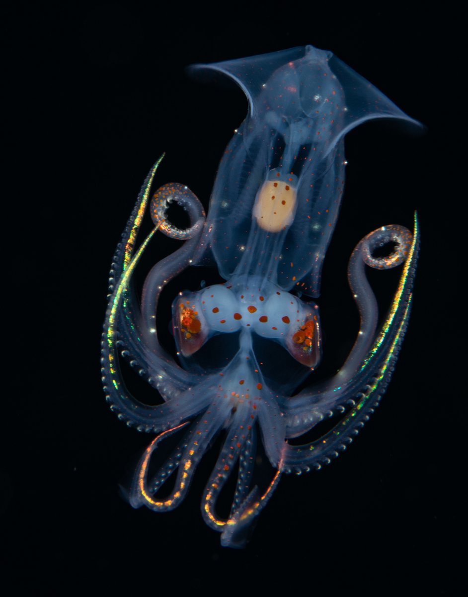 inaturalist's tweet photo. It's #MarineMonday and our Observation of the Day is this Sharpear Enope #Squid (Ancistrocheirus lesueurii) - one of only two posted to iNat - seen in #NewZealand by pcaiger!

More details at: https://t.co/6qKoZDPiAy #malacology #marinebio #molluskmonday #nature #biodiversity https://t.co/mH4ac3fE2r