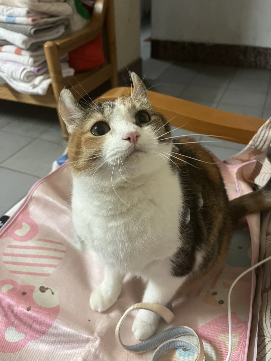 gf3nee's tweet photo. 🐱：看什麼？ https://t.co/rbIEJiCBfS