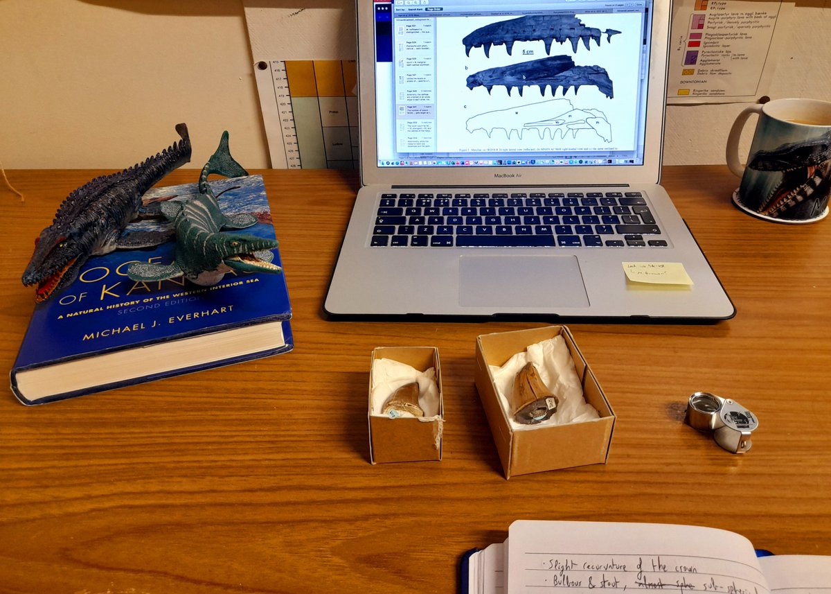 Chalkologist's tweet photo. Happy #MosasaurMonday! Featuring mosa-models from @PrincessAiraB and @raheem07183, a mug, the Oceans of Kansas book by Mike Everhart, and courtesy of @NHM_Denmark &amp; Geomuseum Faxe... the majority of the Danish🇩🇰 mosasaur fossil record for me to study🥳 https://t.co/UaKELJUrWu