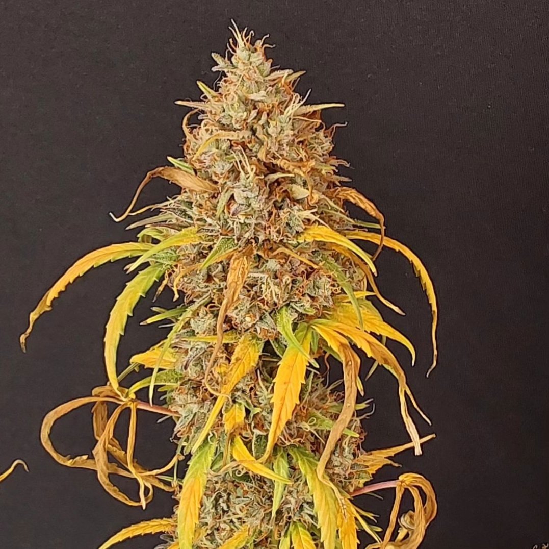 KannabiaGlobal's tweet photo. MIKROMACHINE AUTO by #Kannabia🌱 @KannabiaSeeds @Kannabia_US
@Kannabia_Samen
📷 Thanks to our IG #kannabist friend @cyrus_meeasy 💯😍🧡💚

ℹ️ #MikromachineAuto #cannabisseeds ➡️ https://t.co/wJDYtCTjNp 

Auto 🌻
Northern Lights x (AK-47 x Critical) x #Ruderalis 
Sativa dominant https://t.co/D3Rkll7r4k