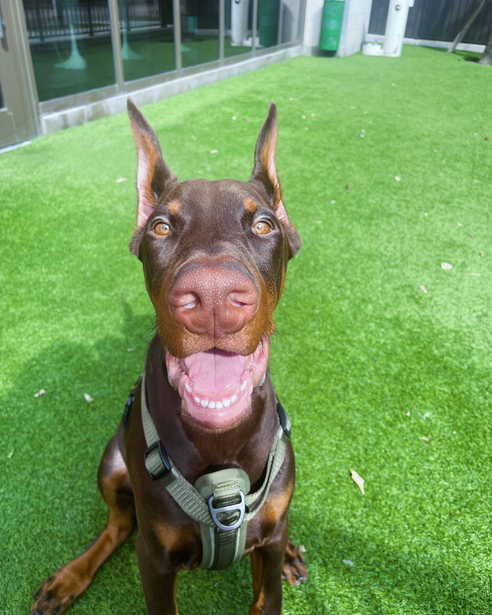 artbasel_'s tweet photo. My boy Saint is getting big so fast. He’s only 4 months old. https://t.co/XlBd9f7W1F