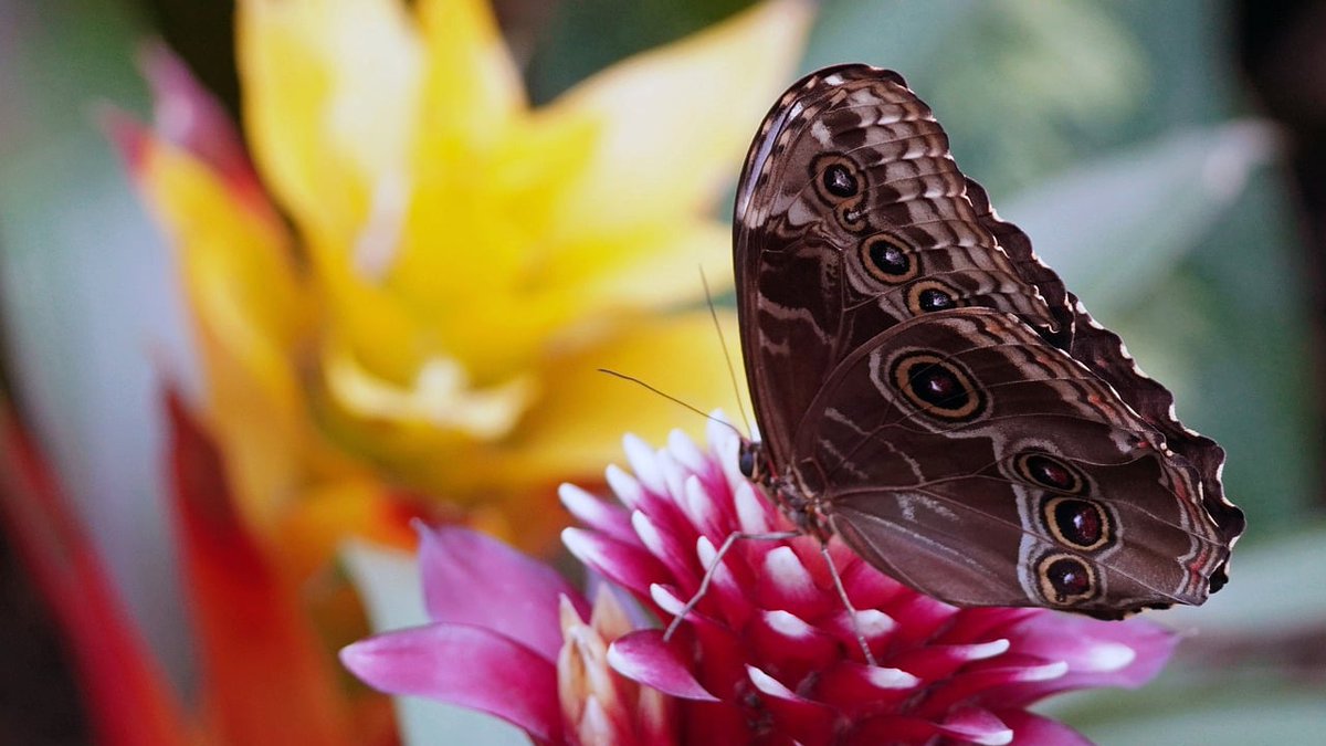 Leverhulme Centre for Anthropocene Biodiversity (@anthropocenebio) on Twitter photo 📢8 Fully funded PhD Studentship opportunities available!
<a href="/UniOfYork/">University of York</a>
Projects in a range of depts - linked by a common theme - Biodiversity Gains & Resilience + wildcard project available
Closing date 31 Jan - more info and how to apply👇
york.ac.uk/professorial-j…
<a href="/LeverhulmeTrust/">The Leverhulme Trust</a> 📢8 Fully funded PhD Studentship opportunities available!
<a href="/UniOfYork/">University of York</a>
Projects in a range of depts - linked by a common theme - Biodiversity Gains & Resilience + wildcard project available
Closing date 31 Jan - more info and how to apply👇
york.ac.uk/professorial-j…
<a href="/LeverhulmeTrust/">The Leverhulme Trust</a>
