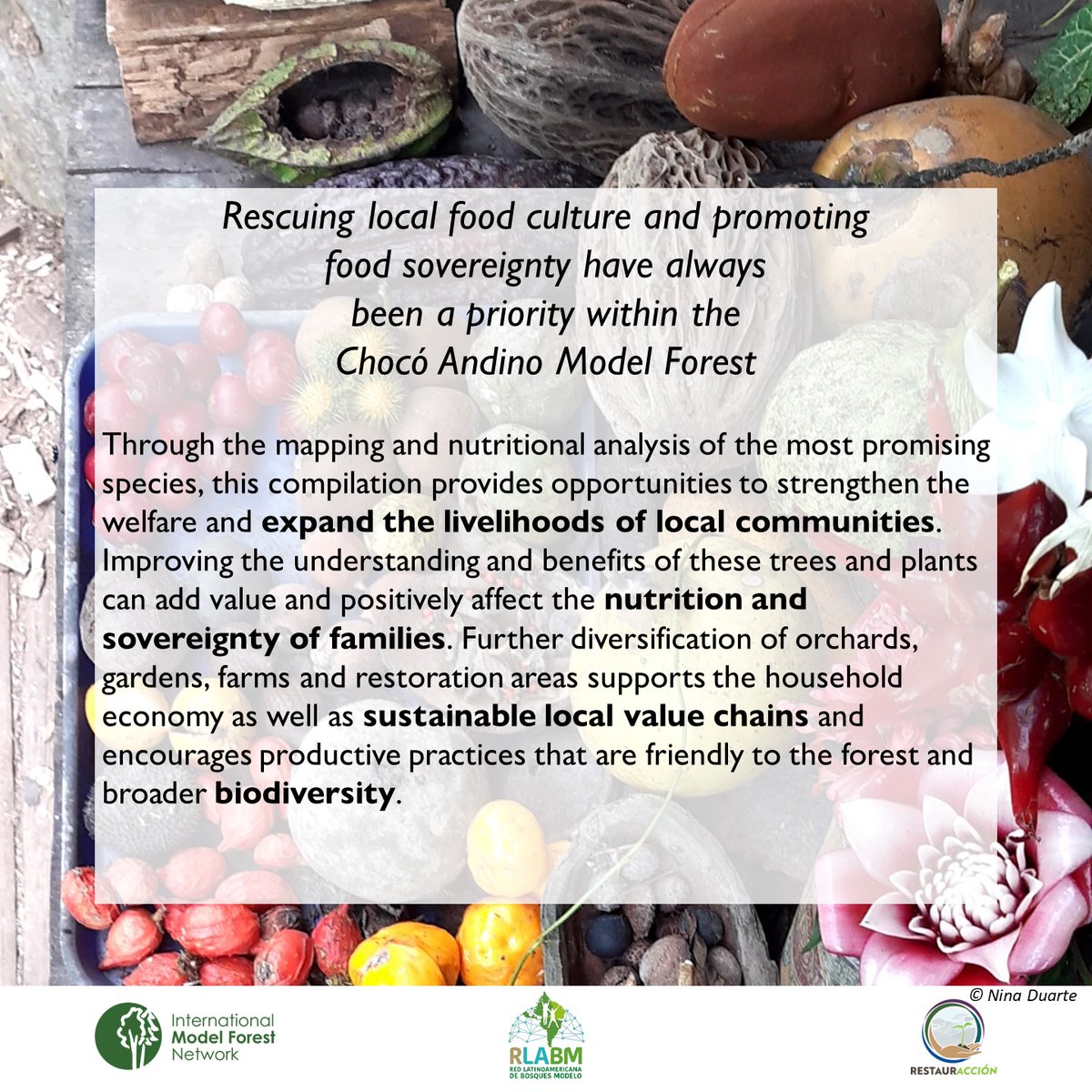 🌱 FAO highlights Chocó Andino Model Forest in a video 🎬 bit.ly/3tUP6TN #IamModelForest #GenerationRestoration @FAOForestry @GPFLRtweets @CIFOR @CATIEOficial @NRCan @IUCN @IUCN_forests