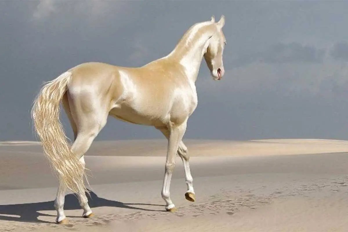 WorldOfTheAnim1's tweet photo. حقائق غريبة لا تعرفها عن الحصان 🐎! 

تنتمي الخيول إلى فصيلة الثدييات ذات الحافر و يعود أصل إسم خيل لكلمة الخيلاء وتعني الاعتزاز بال��فس، ويسمى الخيل أيضًا بإسم الجواد الذي يقصد به الشجاعة والكرم، كلمة حصان فأصلها كلمة حصن وسُمي بهذا الإسم لأنه المكان الذي يلجأ له الفارس أثناء معاركه مع الأعداء، يتم استخدام الحصان في العديد من الاستخدامات 👇🏻