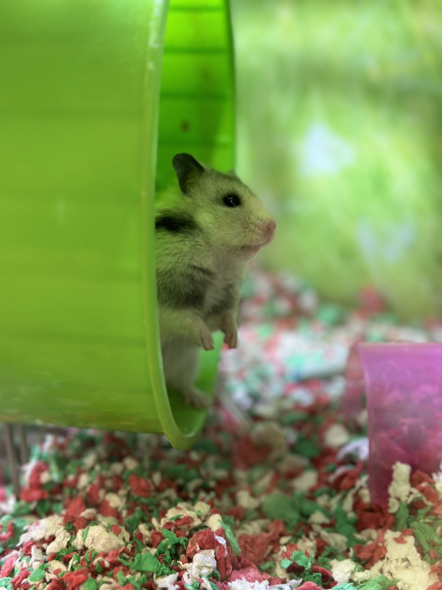 hrleydethbat's tweet photo. Hamster posing &amp; being all cute after running in his wheel 😄🐹🤍🩶 https://t.co/b7QgWcAHSF