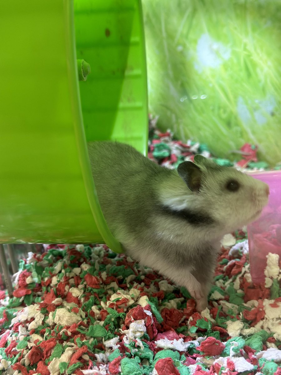 hrleydethbat's tweet photo. Hamster posing &amp; being all cute after running in his wheel 😄🐹🤍🩶 https://t.co/b7QgWcAHSF