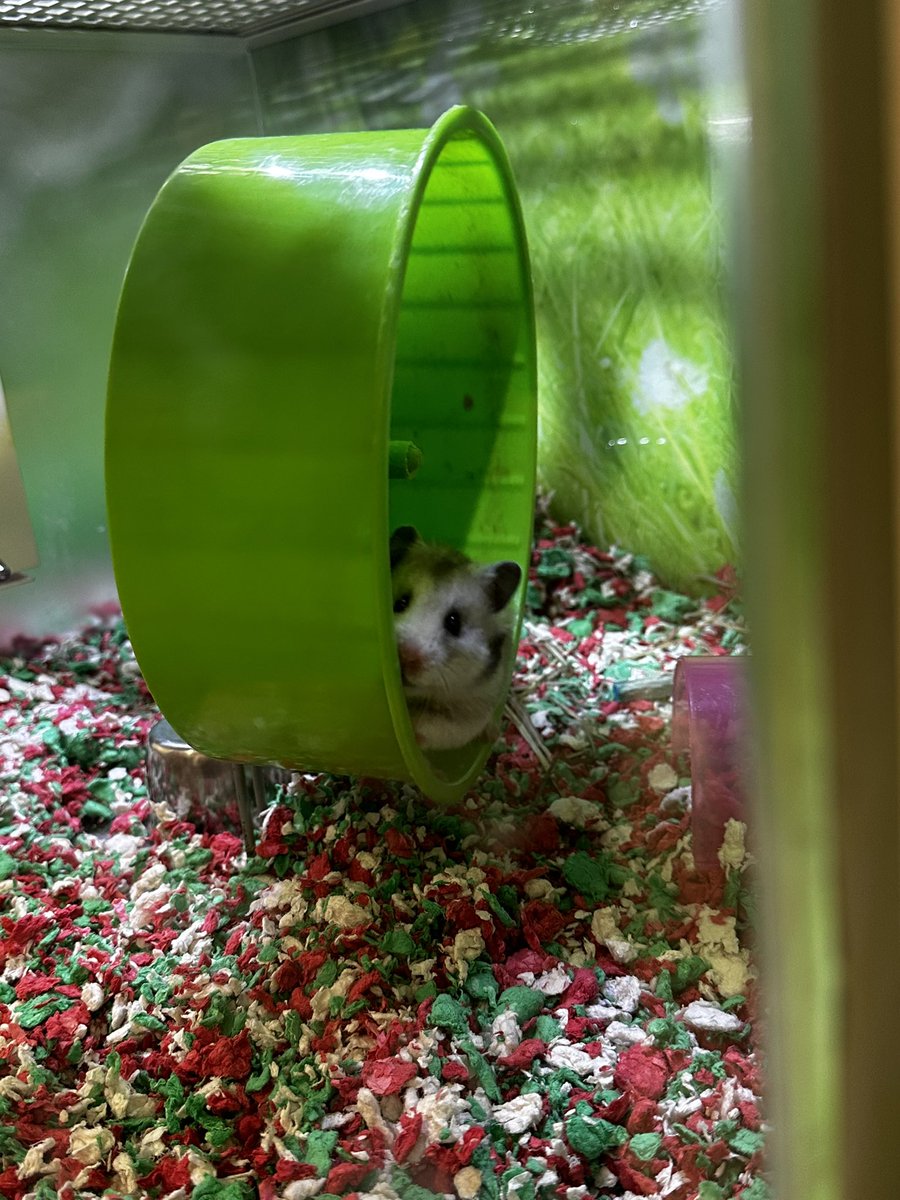 hrleydethbat's tweet photo. Hamster posing &amp; being all cute after running in his wheel 😄🐹🤍🩶 https://t.co/b7QgWcAHSF