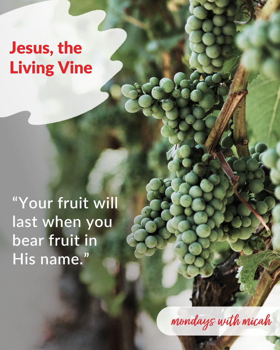 MyMendedHeart's tweet photo. Happy Monday and Martin Luther King Jr Day! Today is a reminder to let Jesus’ love nourish your heart. Your fruit will last when you bear much fruit in His name. Read more here at https://t.co/7TllORi7uq 

#JesustheLivingVine 
#MondaysWithMicah
#WidowWalk https://t.co/UyNRHoLxjQ