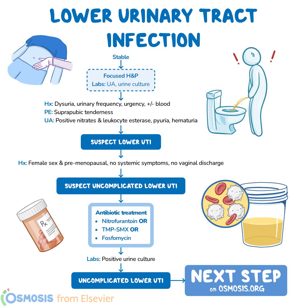 OsmosisMed's tweet photo. Today's #DecisionTreeBranch walks through assessing and diagnosing lower urinary tract infections, which primarily include infections of the urinary bladder and urethra, called cystitis and urethritis respectively.
Learn more: https://t.co/0aAtfqFYpM https://t.co/ppSr7rqAgA