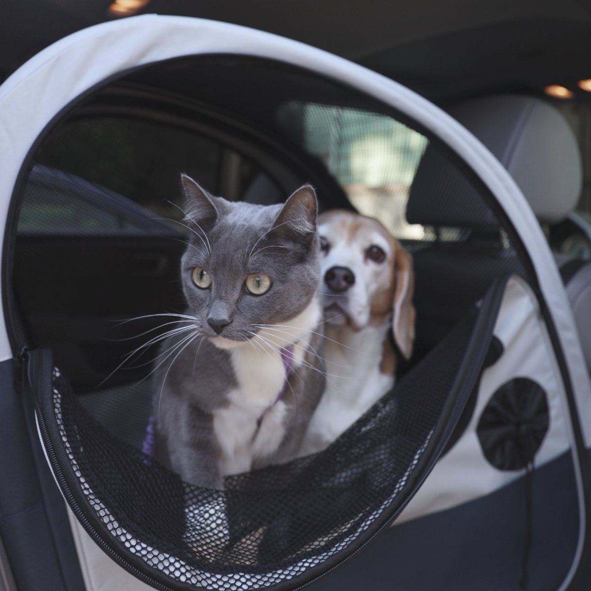 🐾GIVEAWAY 🐾 Want to win the Happy Ride Collapsible Travel Carrier? To enter: retweet, comment and follow @PetSafeUK #Giveaway #Competiton