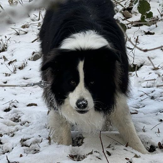 Bobby the Border Collie tweet media