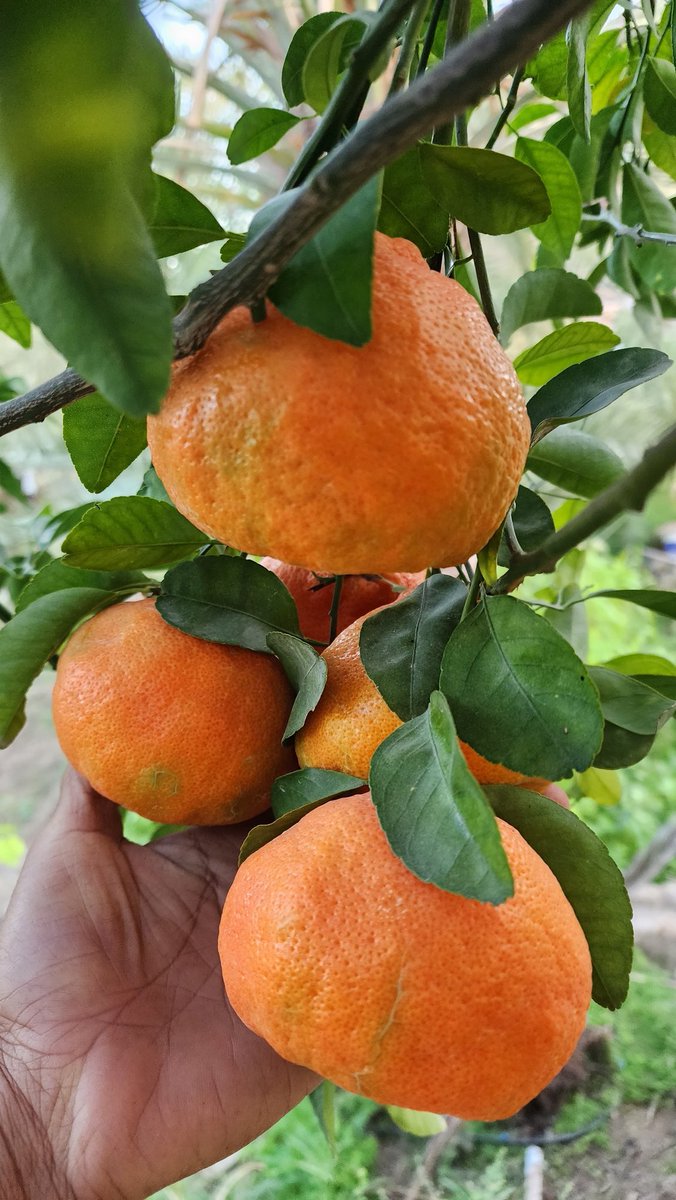 المحذوري tweet media