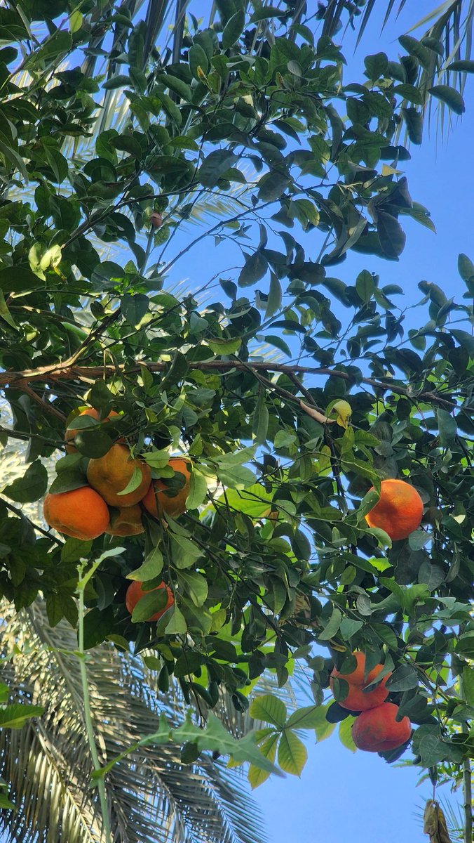 المحذوري tweet media