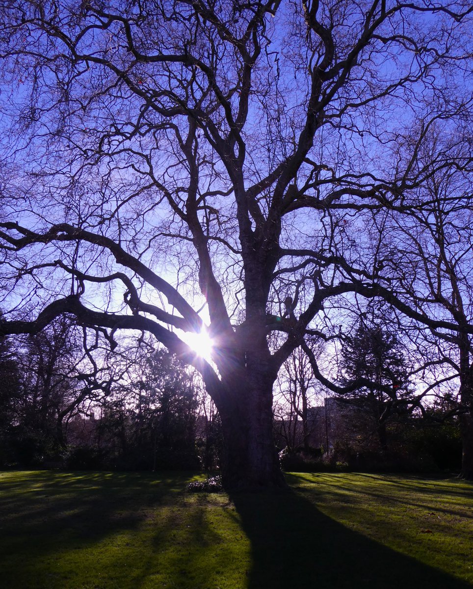 Two magnificent London plane trees for #thicktrunktuesday It was cross-pollinated by chance in John Tradescant's garden from his Oriental plane & American sycamore 🌲☀️🌳 #Oxford