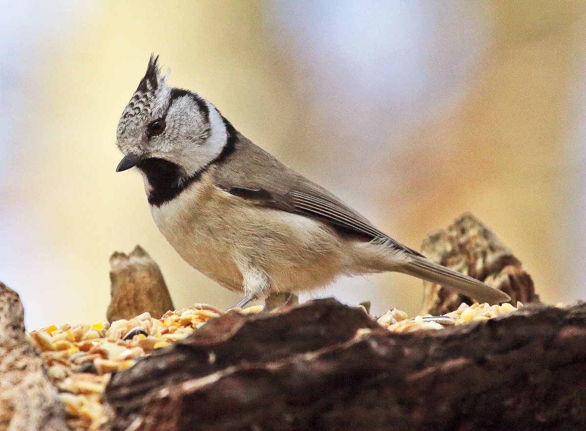 Cincia dal Ciuffo al buffet...
#lophophanes #lophophanescristatus #paridae #cincie #cinciadalciuffo #crestedtit #MésangeHuppée #HerrerilloCapuchino