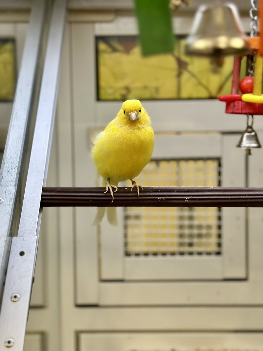 hrleydethbat's tweet photo. Beautiful yellow canary being a little model 😍🐤💛 https://t.co/GJo08KcMuj