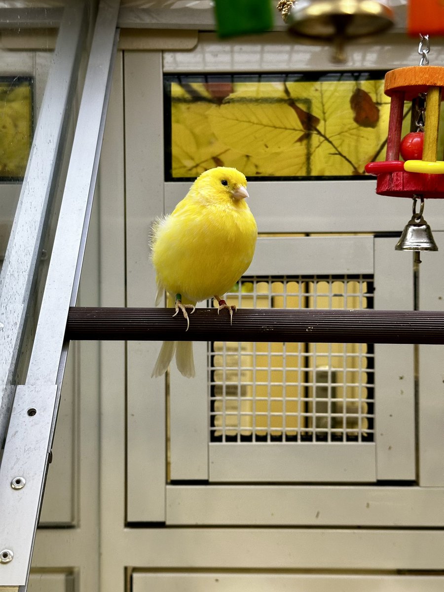 hrleydethbat's tweet photo. Beautiful yellow canary being a little model 😍🐤💛 https://t.co/GJo08KcMuj