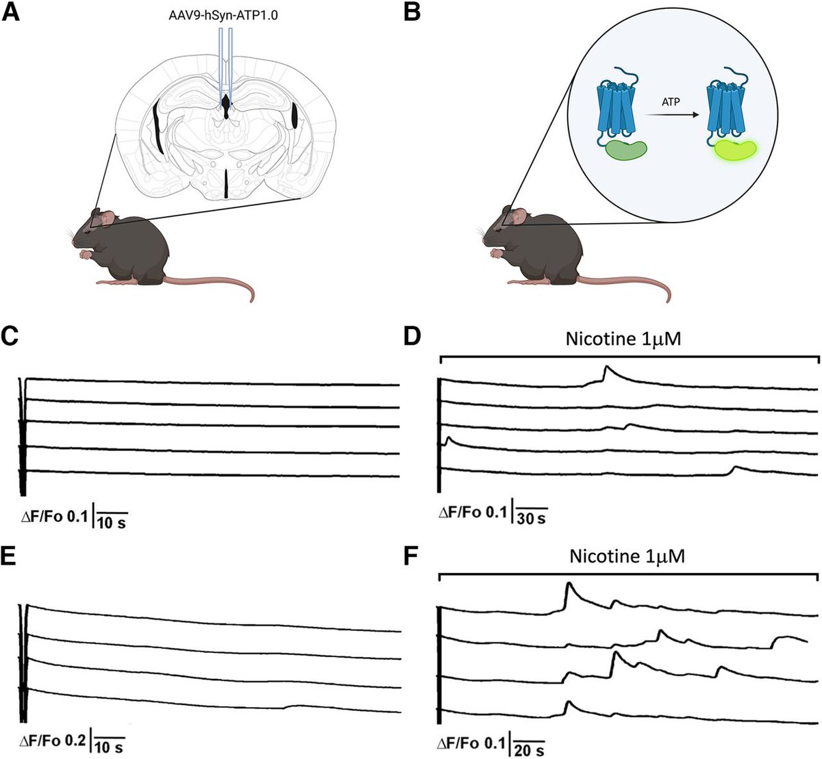 #JNeurosci: <a href="/andybiw/">Yen-Chu (Andrew) Chen</a> <a href="/ExoNeuro/">Christie Fowler</a> et al. <a href="/UCIrvine/">UC Irvine</a> <a href="/UCIneurobio/">UCI Neurobiology and Behavior</a> provide evidence that explains ATPs functional signaling role in the extracellular domain of mice and reveal underlying mechanisms that may mediate sex-specific differences in smoking cessation.
jneurosci.org/lookup/DOI/10.…