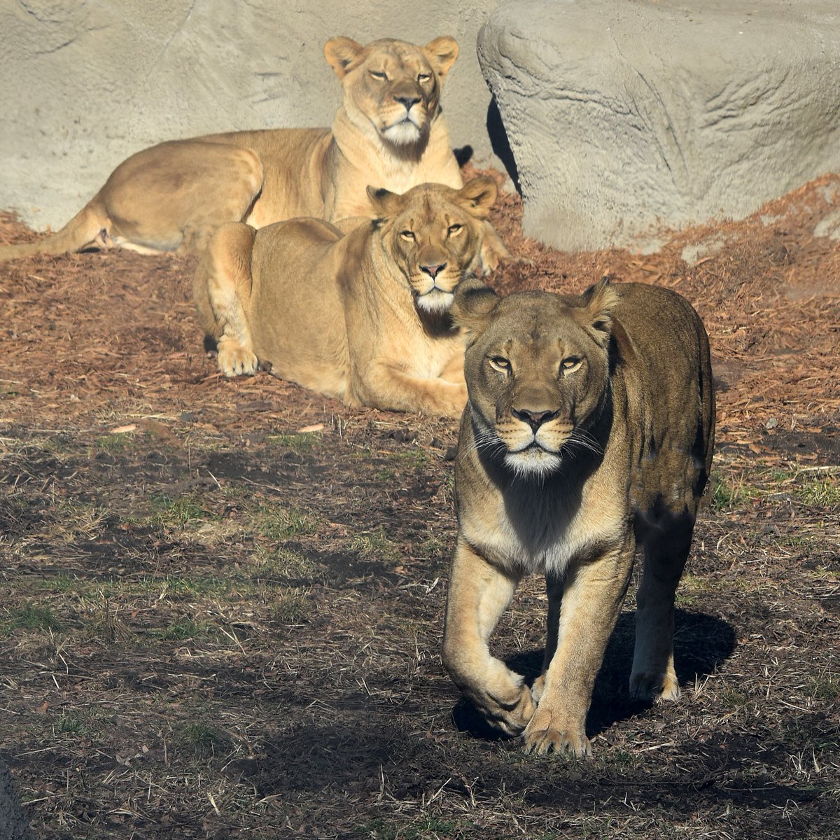 detroitzoo's tweet photo. #VictoryMonday sure feels good in January! Congrats to the @Lions on the big playoff win. These lions are ready to keep it rolling next week! #OnePride #AllGrit https://t.co/bApQ0acGfU