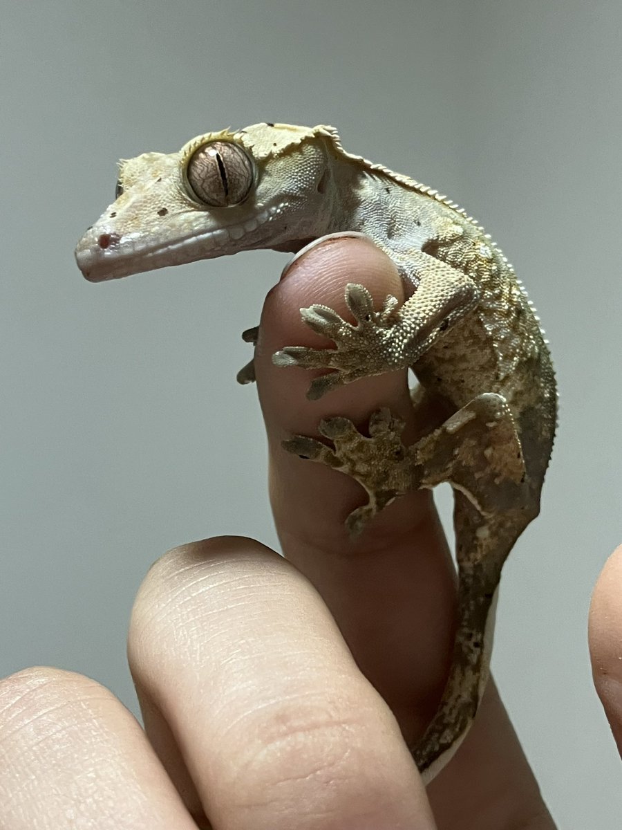 juna_rep's tweet image. アイドル級