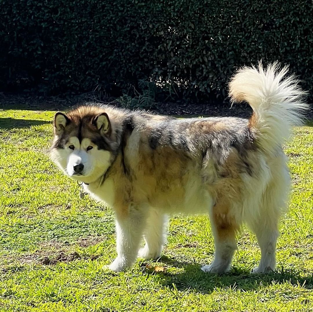 MalamuteClub's tweet photo. Malamute moment 🐾😍❤️

👉👉 @malamuteclub for daily dose of Cute Malamute...

*No copyright intended
*All rights are reserved &amp; belong to their respective owners.
Dm for removal 🦋🦋
#alaskanmalamute https://t.co/zPkPmj9zID