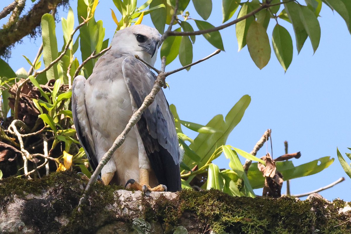 SkootyAlan's tweet photo. Harpy Eagle looking for lunch? Darien, Panama in December @skootysue @nybirdnews @NeilGlenn5 #birding #birdphotography #birdwarching @canopyfamily #globalbirds
#birds https://t.co/azwRIG3xpo