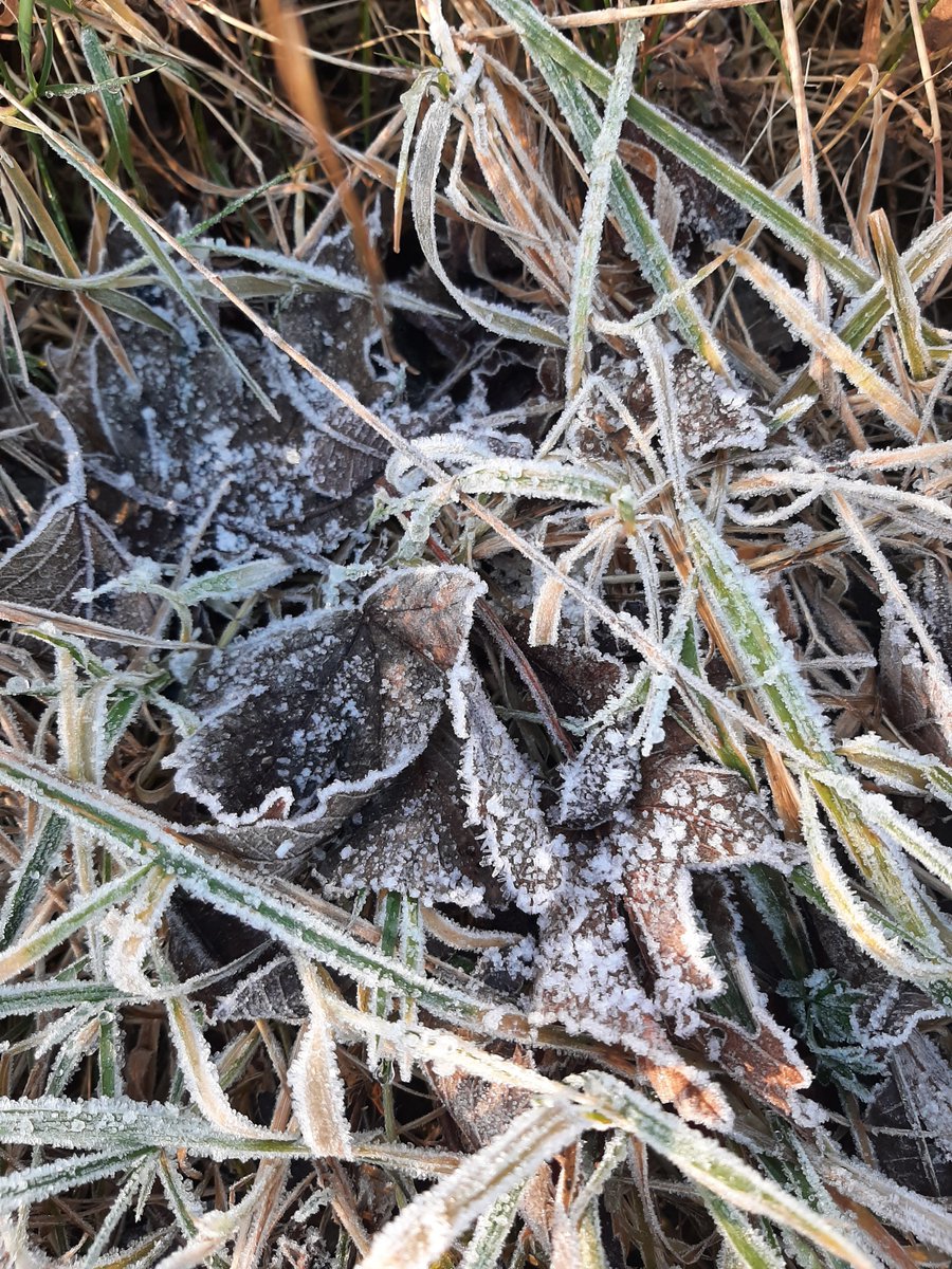 samueljfisher's tweet photo. Ice cold on patch today, with a biting breeze. Not too many birds visible, but the highlight was a Woodcock feeding where the ground was softer. West Monkseaton, North Tyneside. https://t.co/iF5eherKhE