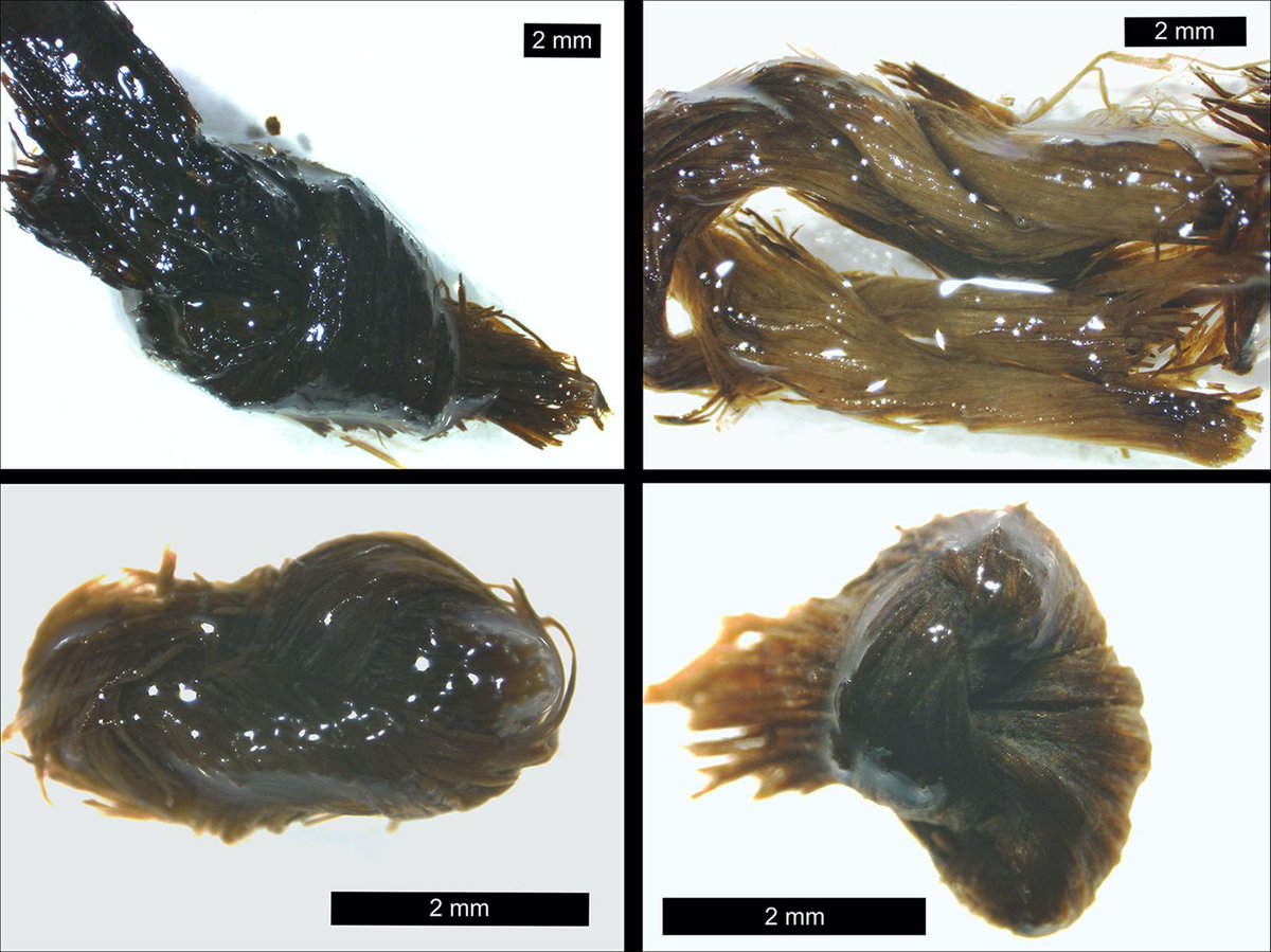 Cordage made from tree bast at the wetland hunter-gatherer site of Järvensuo 1 🇫🇮 #MesolithicMonday

Organic materials likely make up ~90% of the archaeological record, so sites with excellent organic preservation are vital to understanding the past.

🆓 buff.ly/3sNujBo