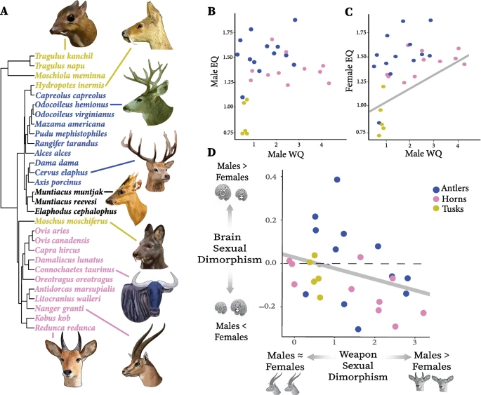 Cool study alert: When male animals invest more in sexual weaponry (antlers, tusks, horns), females invest more in relative brain size. link.springer.com/article/10.100…