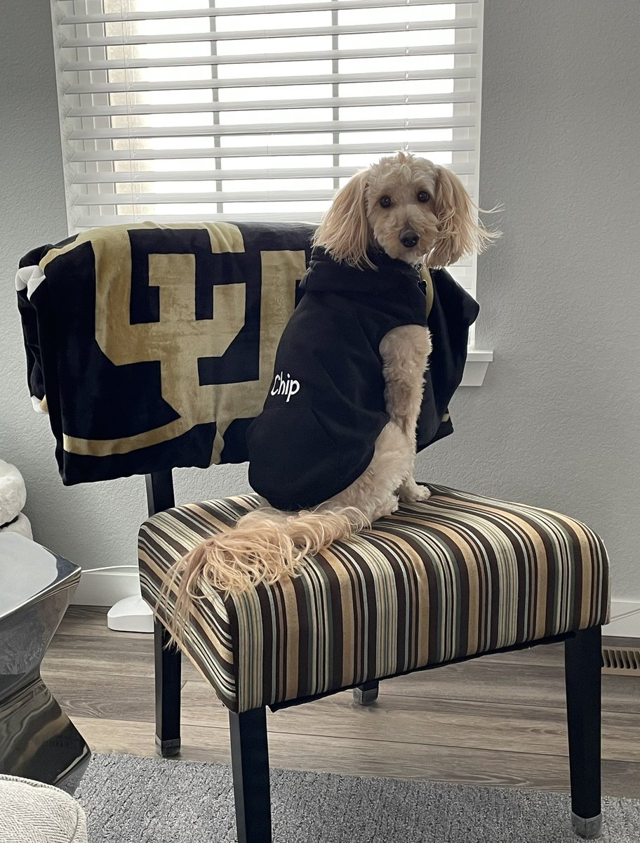ShelleySheetz's tweet photo. Chip: "Don't worry mom I got this neighborhood watch dog thing down!"
Me: "Great job buddy, but not many people outside walking around when it's -21.
#JustSaying
#AlwaysEncouraging #TakesHisJobSeriously
#minigoldendoodle https://t.co/4LiHu1K3He