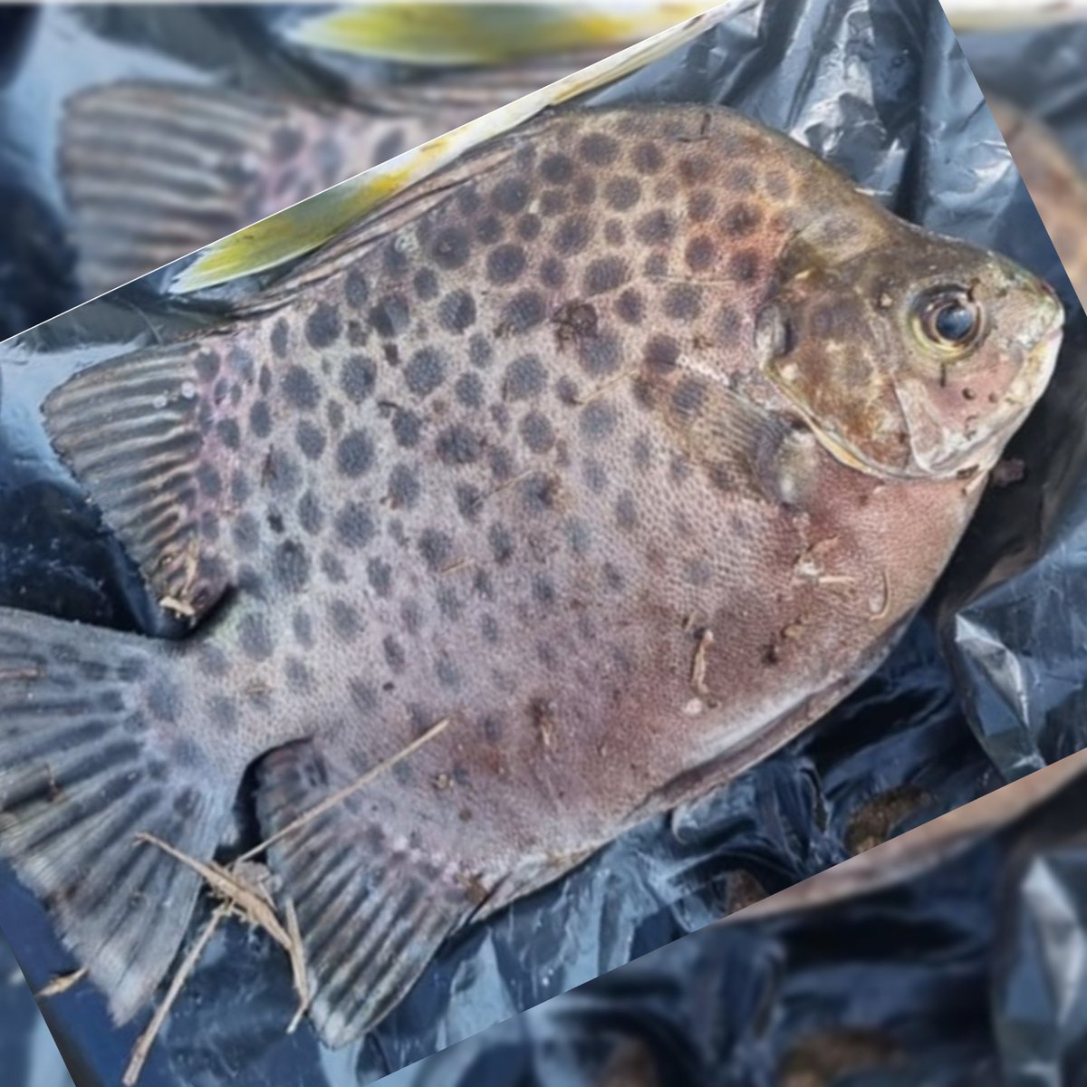 FishFishing1312's tweet photo. Spotted Scat Fish 🐠
🎣🐟🐠🌊
#riverfishing #fishing #spottedscat #spotedscatfish #hooked #fishinglove #fish #scatophagus #fishspecies #bestcatch🎣 #riverfish #rodandreel https://t.co/SW0t7JAVnQ